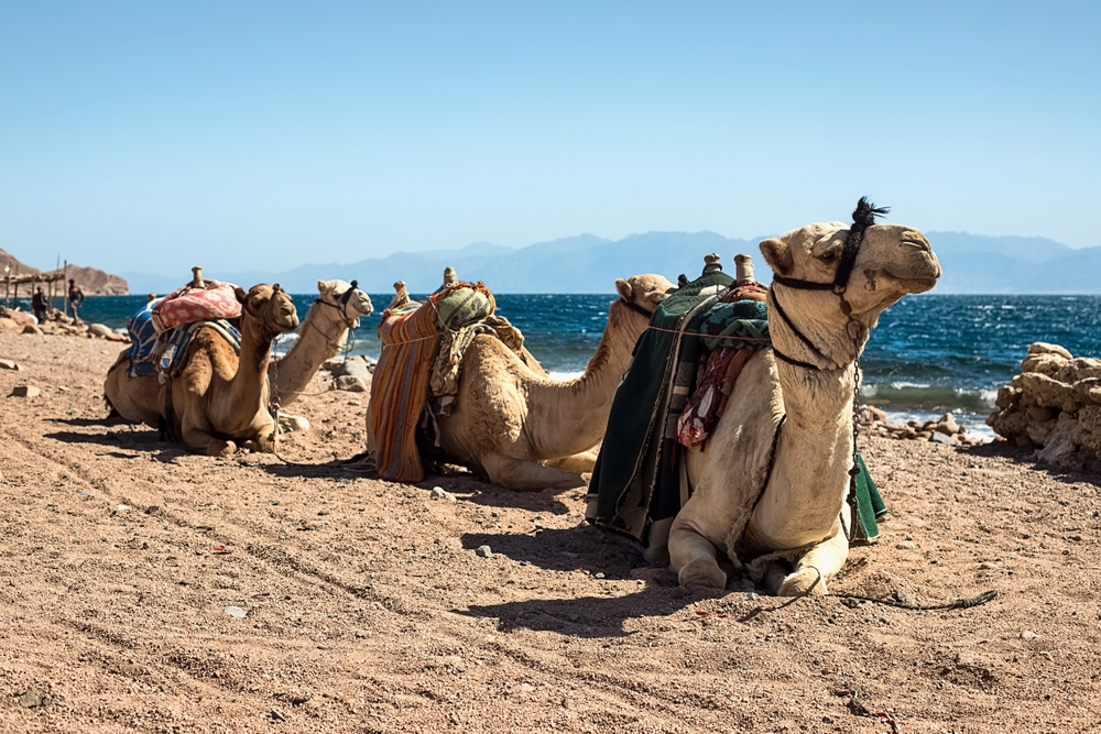 Bildet viser noen kameler som slapper av ved vannkanten. Ridning i Makadi bay er perfekt for en familie.